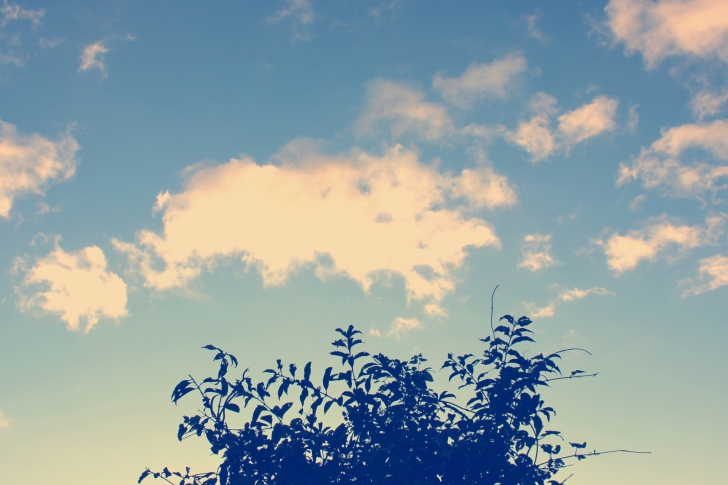 Sfondi Sunny Sky And Tree