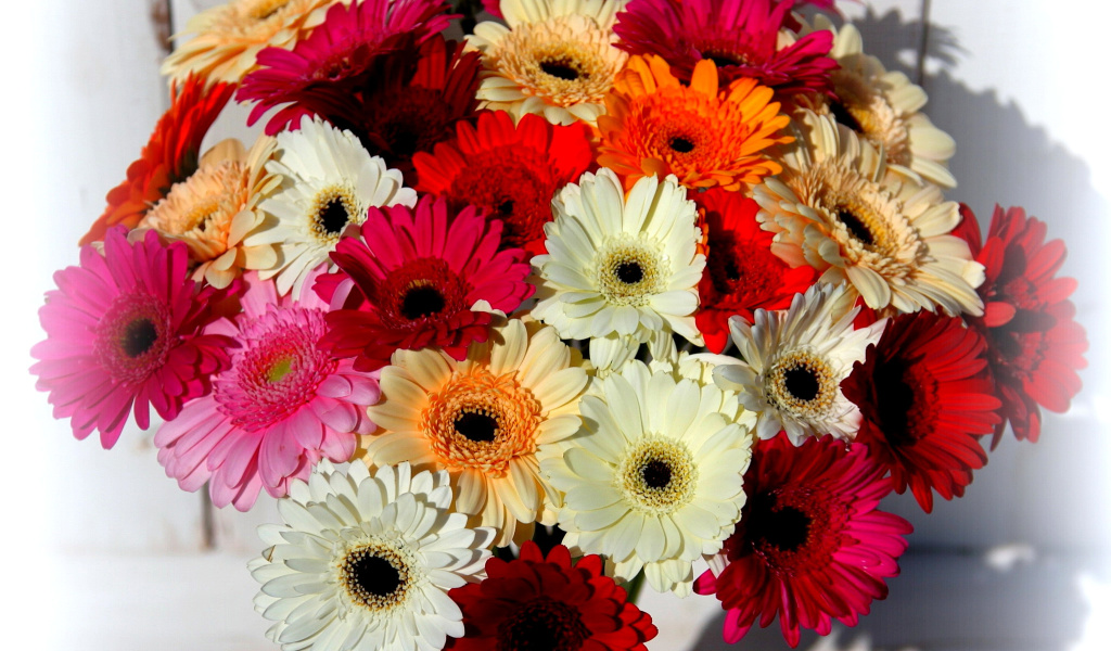 Das Bouquet of colorful gerberas Wallpaper 1024x600