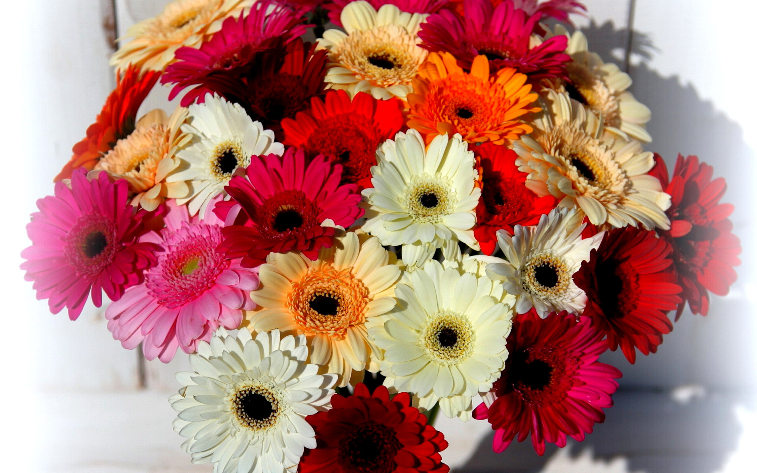 Bouquet of colorful gerberas wallpaper 2560x1600