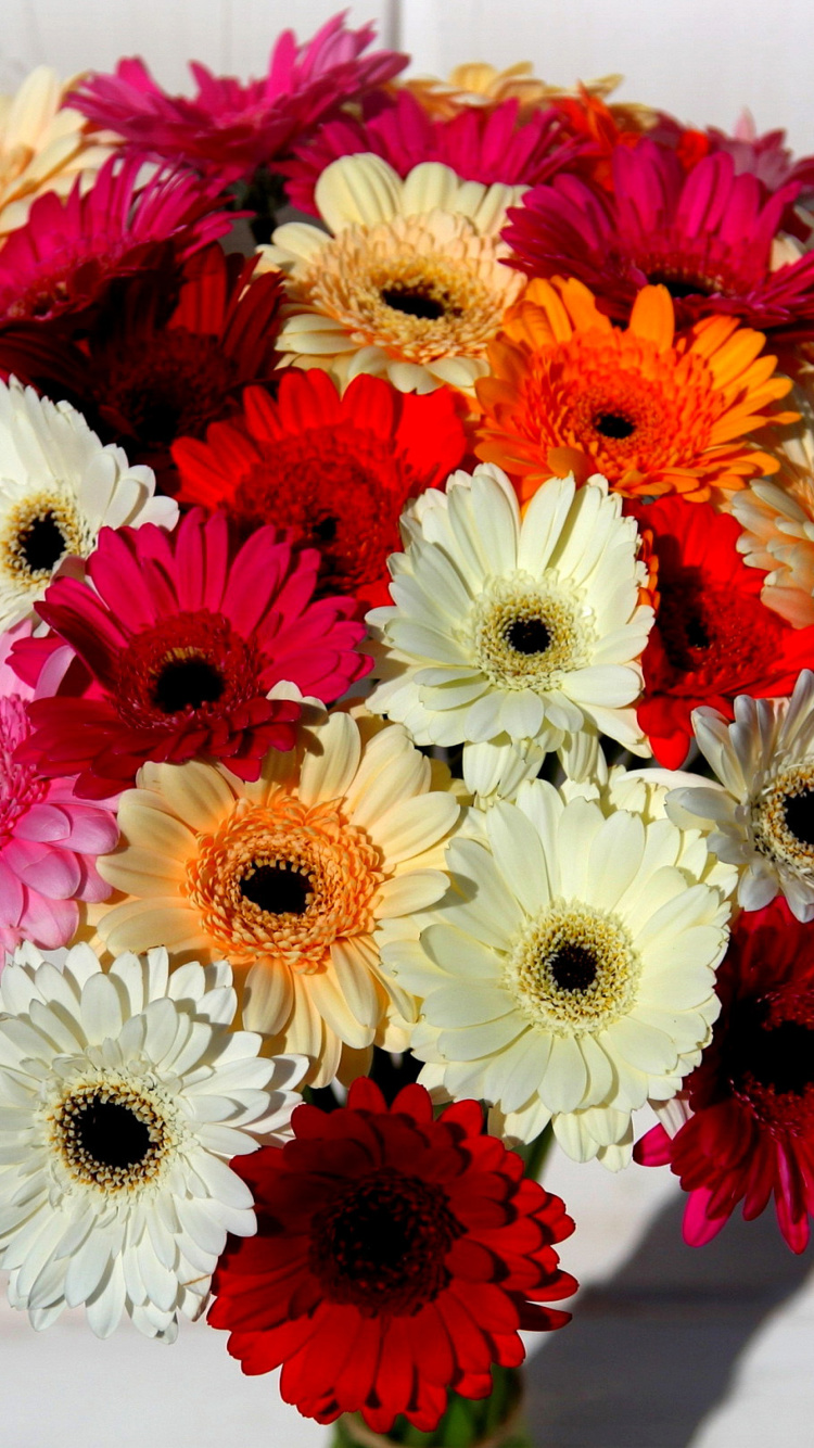 Das Bouquet of colorful gerberas Wallpaper 750x1334
