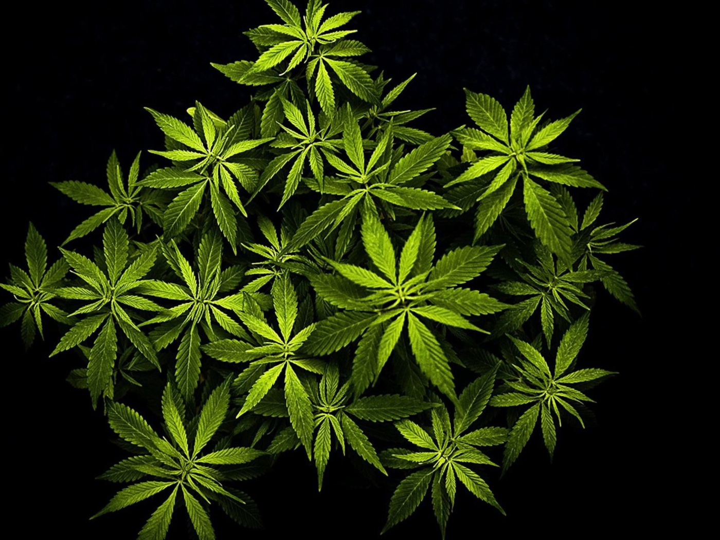 Das Cannabis Mary Jane Wallpaper 1400x1050