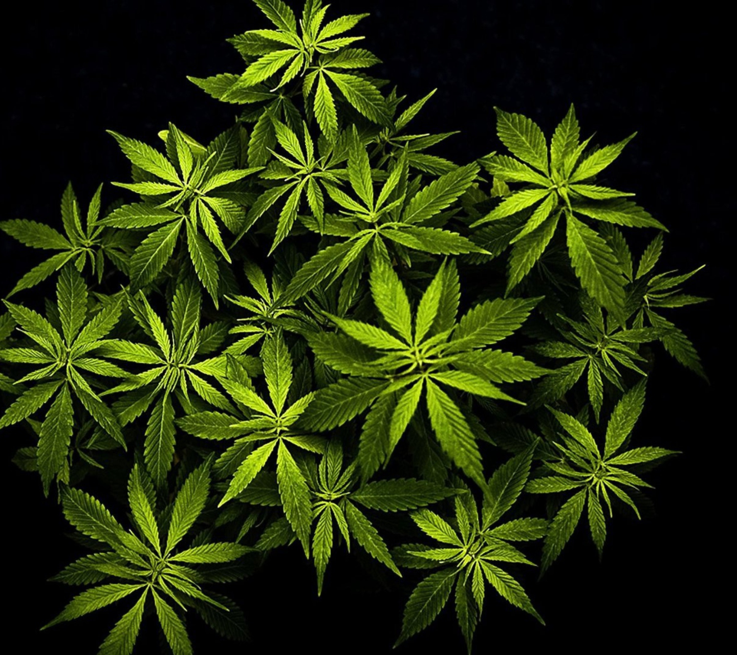 Fondo de pantalla Cannabis Mary Jane 1440x1280
