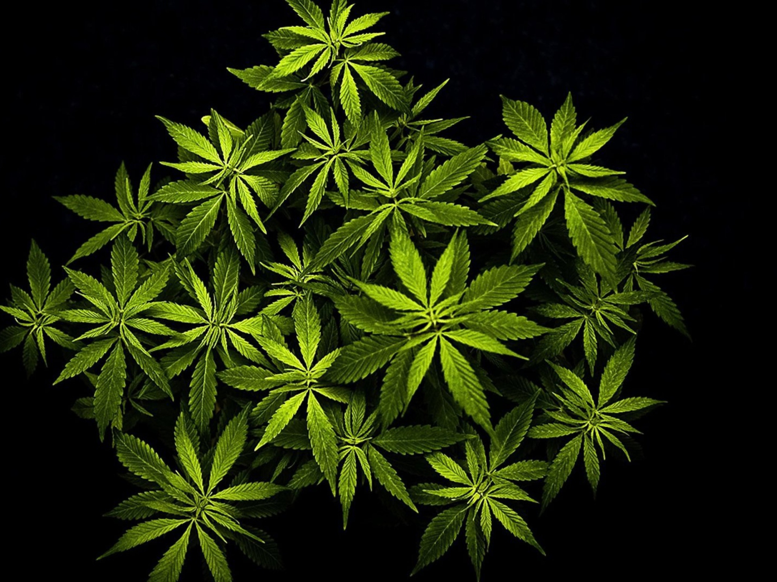 Sfondi Cannabis Mary Jane 1600x1200
