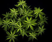 Das Cannabis Mary Jane Wallpaper 176x144