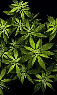 Cannabis Mary Jane wallpaper 240x400