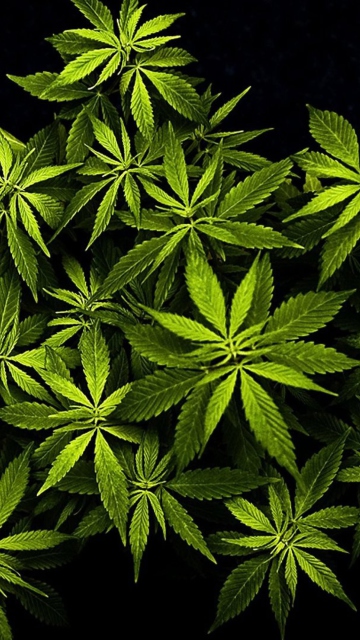 Das Cannabis Mary Jane Wallpaper 360x640