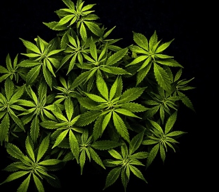 Kostenloses Cannabis Mary Jane Wallpaper für 128x128