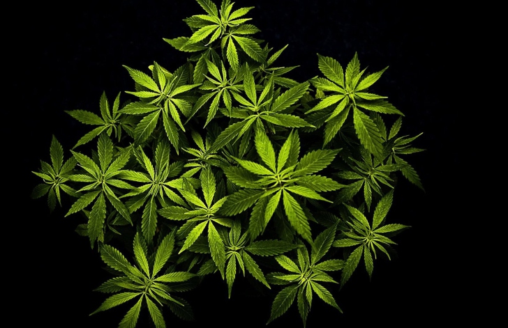 Fondo de pantalla Cannabis Mary Jane