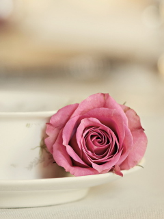 Das Elegant Rose In Cup Wallpaper 240x320