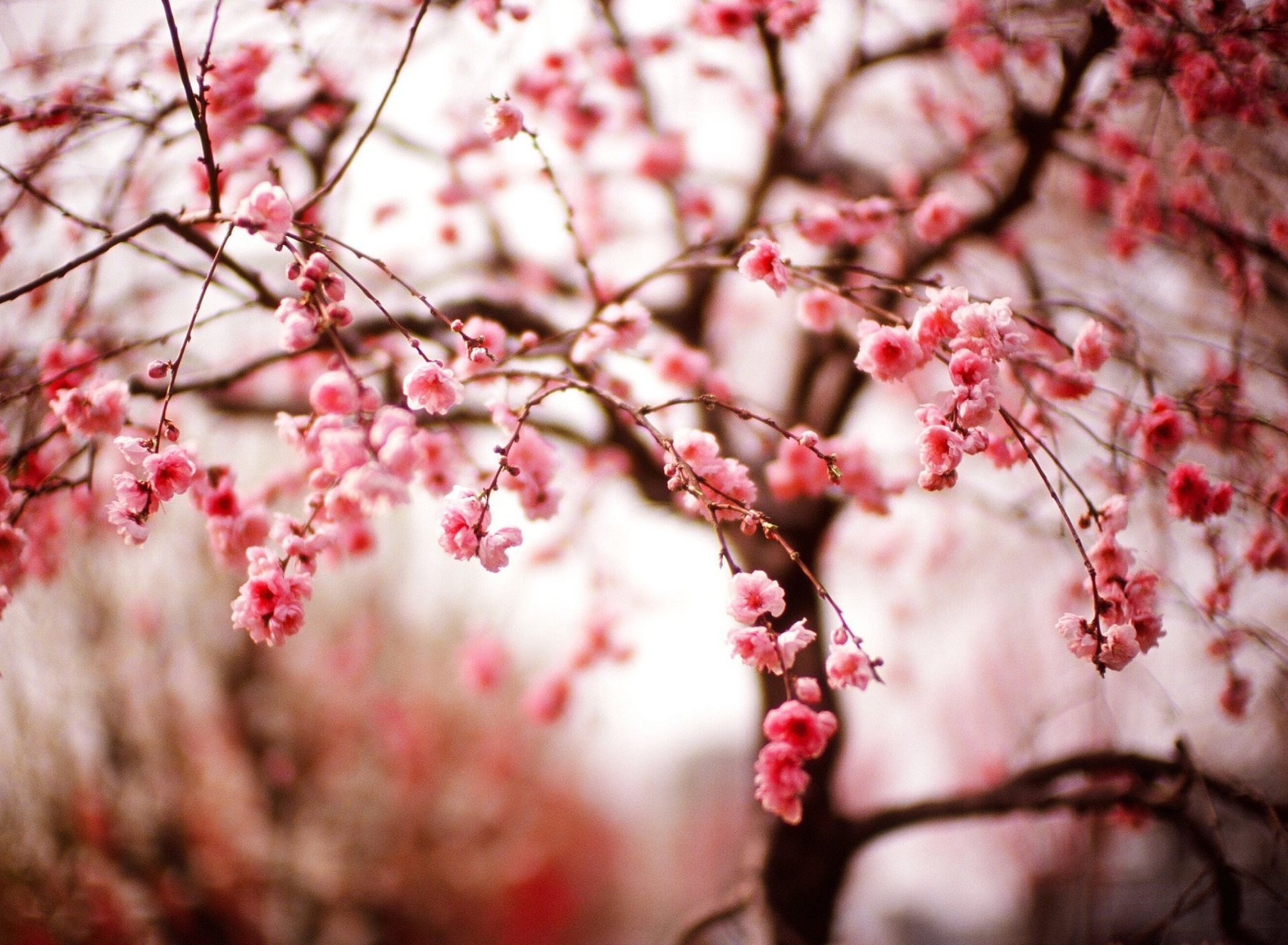 Screenshot №1 pro téma Cherry Spring Blossom 1920x1408