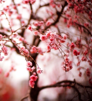 Cherry Spring Blossom - Obrázkek zdarma pro 208x208
