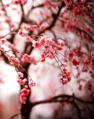 Kostenloses Cherry Spring Blossom Wallpaper für 480x800