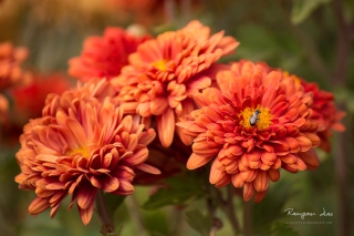 Orange Blossom - Obrázkek zdarma pro HTC Desire 310