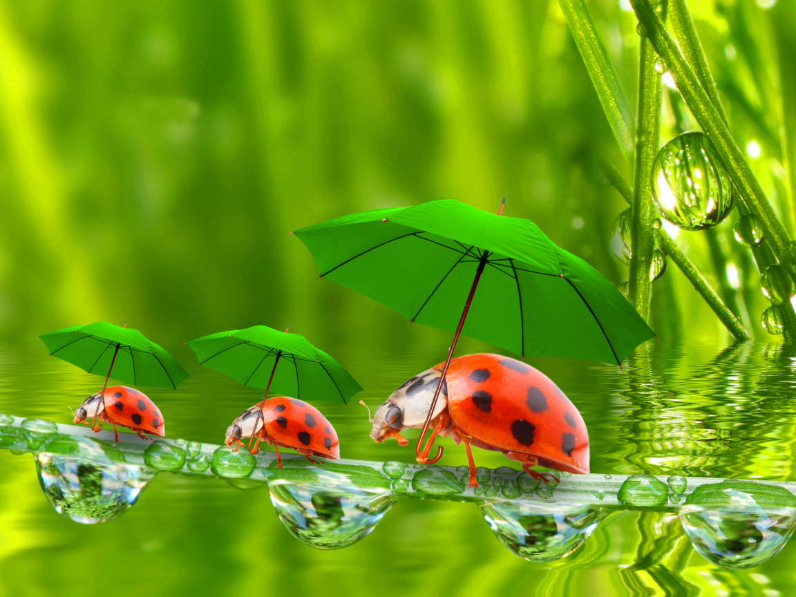 Fondo de pantalla Funny Ladybugs 1152x864