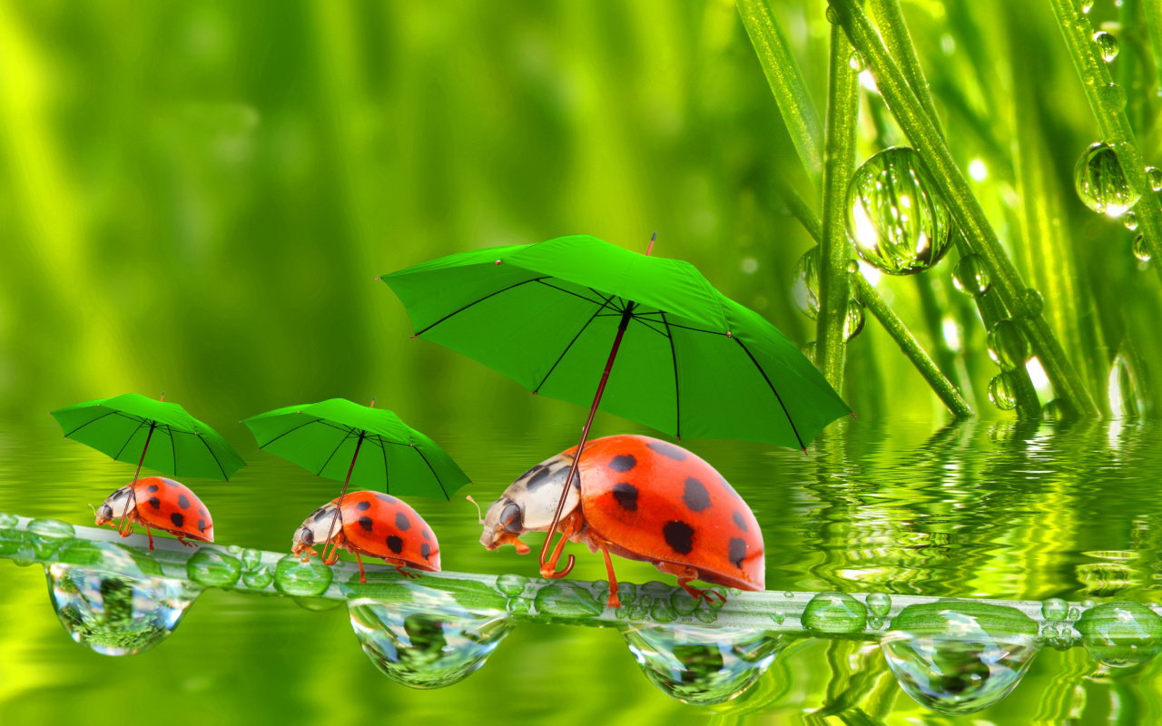 Fondo de pantalla Funny Ladybugs 1280x800