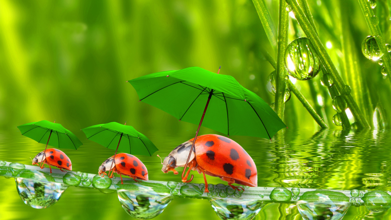 Обои Funny Ladybugs 1366x768