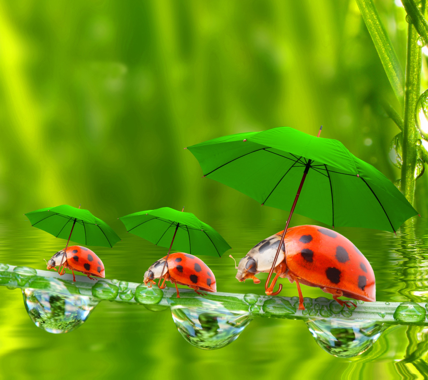 Обои Funny Ladybugs 1440x1280