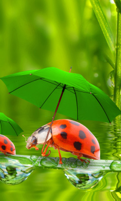 Fondo de pantalla Funny Ladybugs 240x400