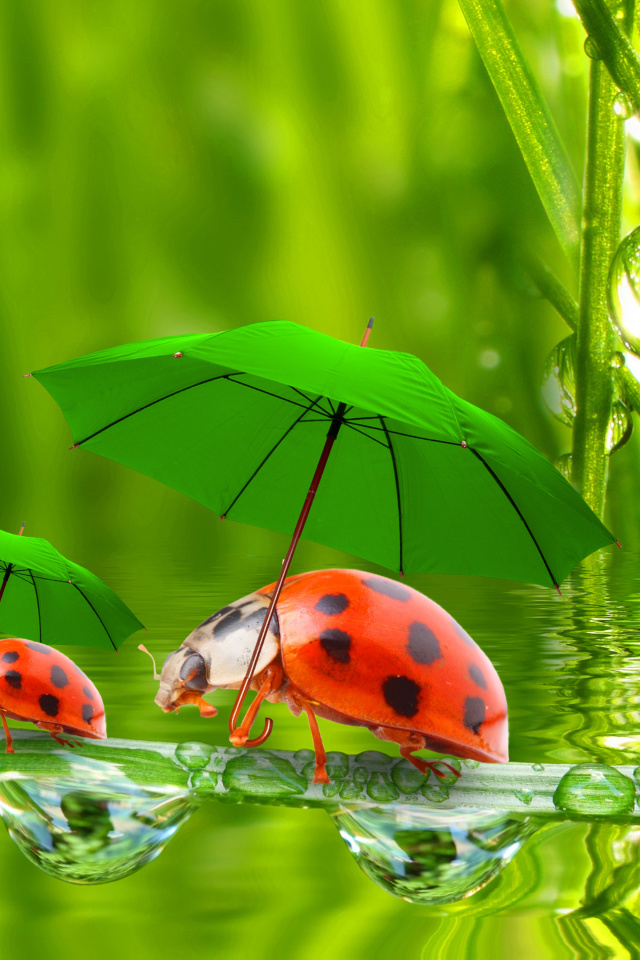 Fondo de pantalla Funny Ladybugs 640x960