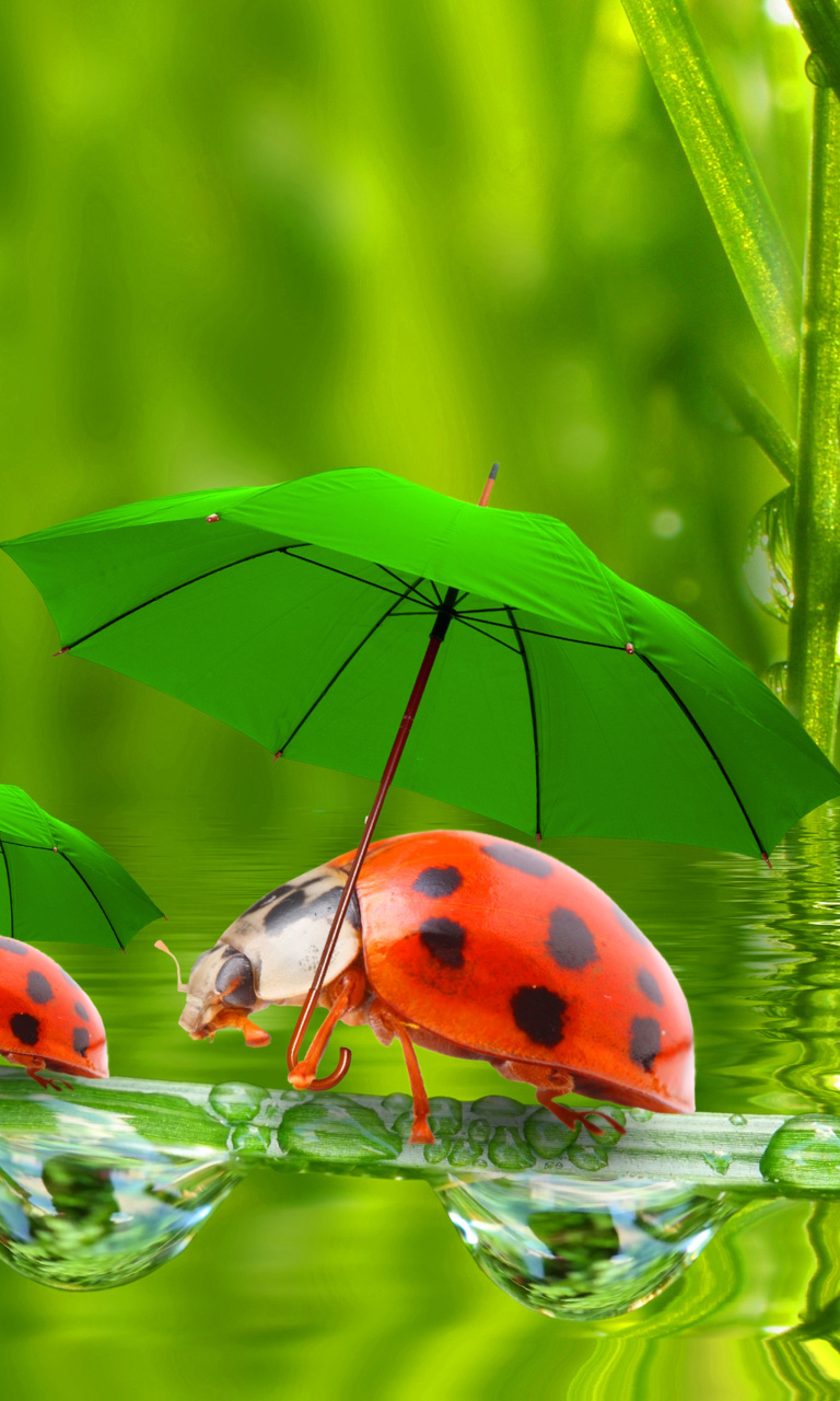 Fondo de pantalla Funny Ladybugs 768x1280
