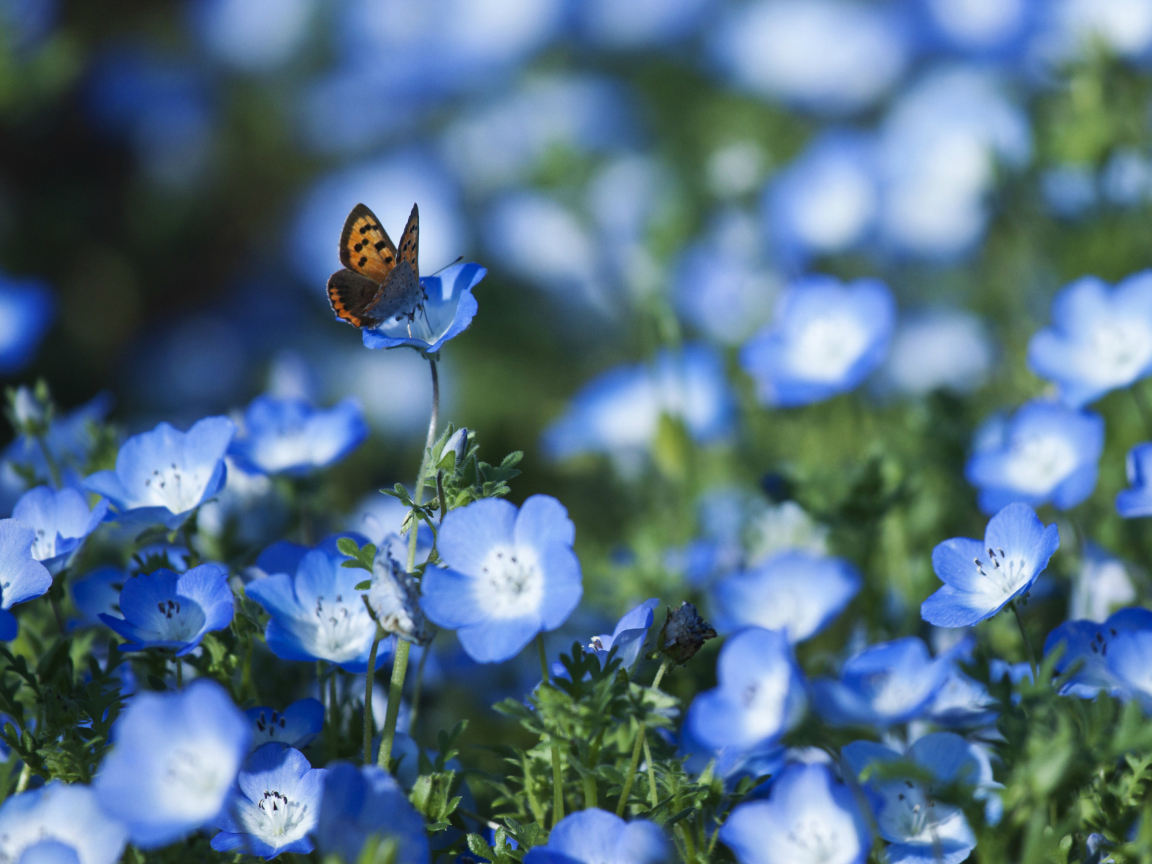 Butterfly And Blue Field Flowers wallpaper 1152x864