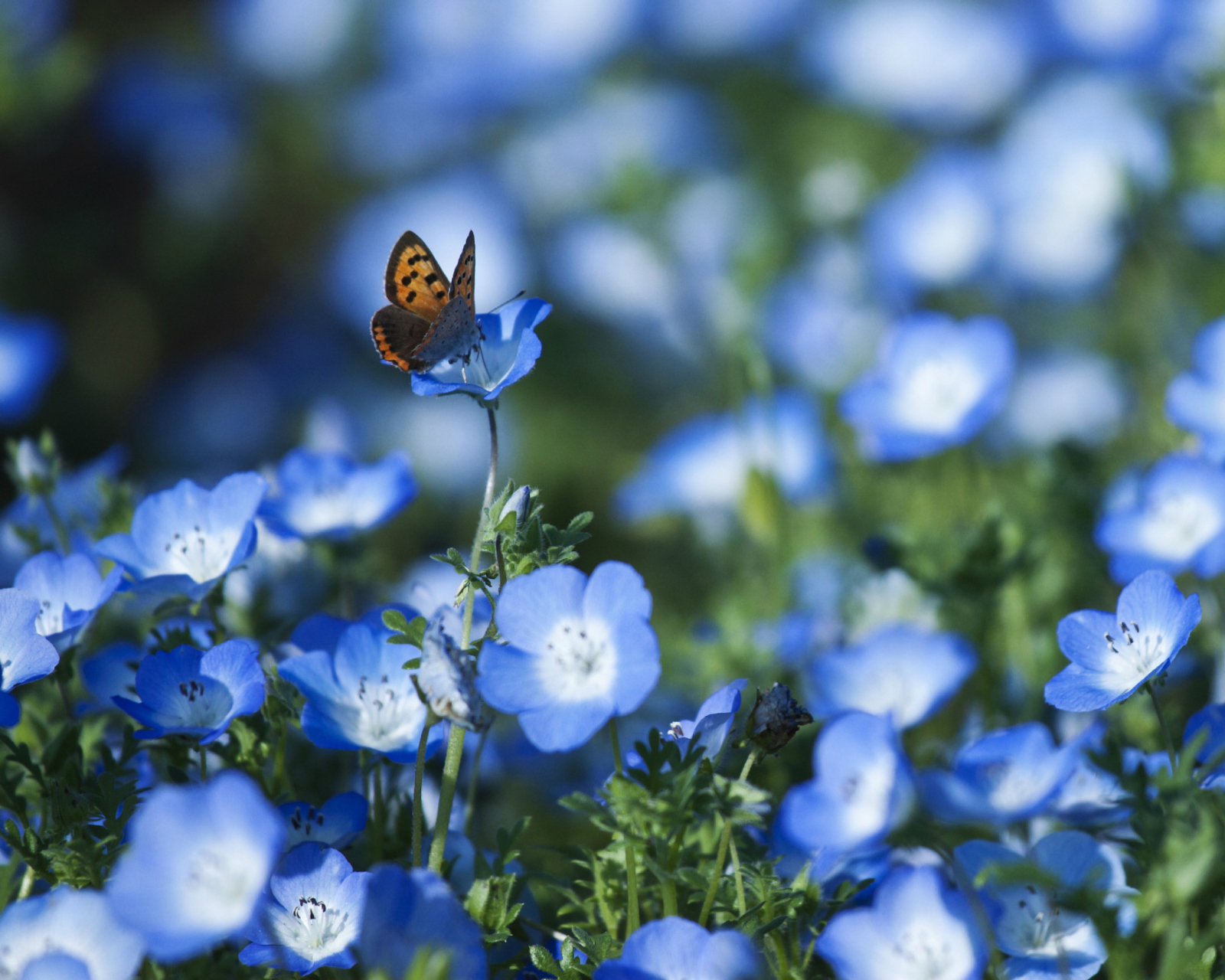 Das Butterfly And Blue Field Flowers Wallpaper 1600x1280