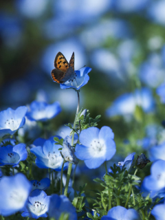 Screenshot №1 pro téma Butterfly And Blue Field Flowers 240x320