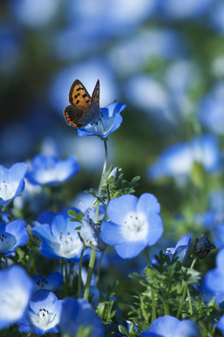 Fondo de pantalla Butterfly And Blue Field Flowers 320x480