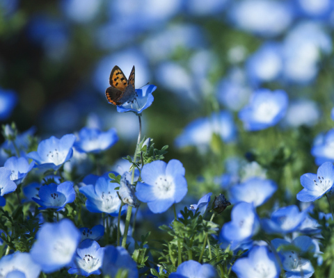 Das Butterfly And Blue Field Flowers Wallpaper 480x400