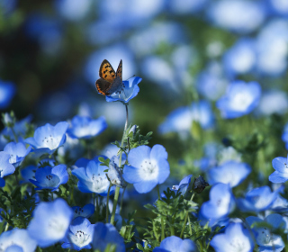 Butterfly And Blue Field Flowers - Obrázkek zdarma pro 208x208