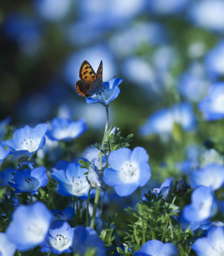 Butterfly And Blue Field Flowers papel de parede para celular para iPhone 5S
