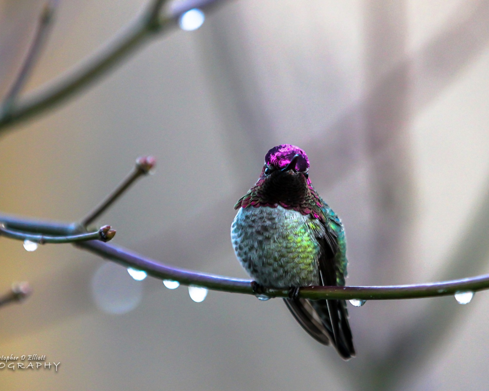 Anna's Hummingbird screenshot #1 1600x1280