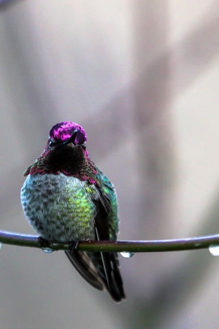 Screenshot №1 pro téma Anna's Hummingbird 320x480