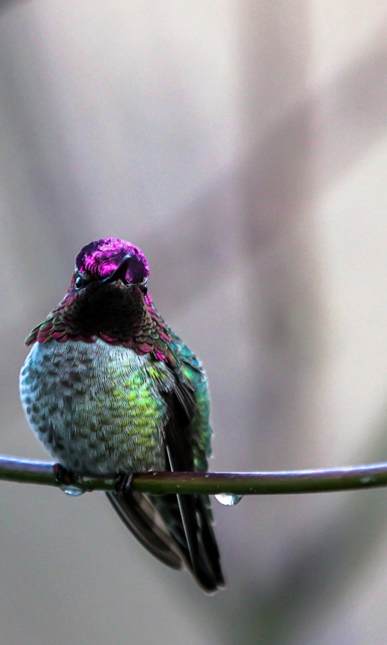 Das Anna's Hummingbird Wallpaper 768x1280