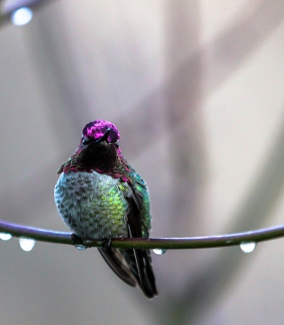 Anna's Hummingbird - Obrázkek zdarma pro Nokia Asha 308