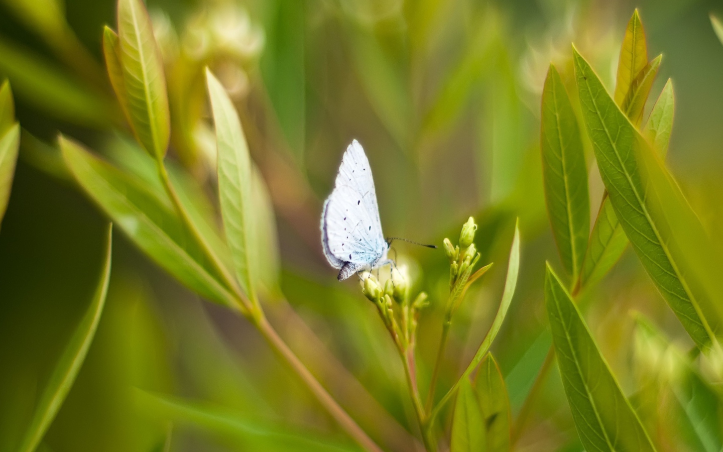 Screenshot №1 pro téma Butterfly On Flower 1440x900