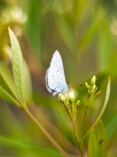 Screenshot №1 pro téma Butterfly On Flower 240x320