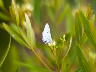 Screenshot №1 pro téma Butterfly On Flower 320x240