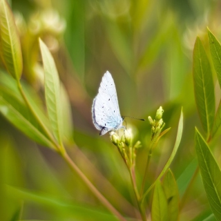 Butterfly On Flower - Obrázkek zdarma pro 128x128