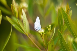 Butterfly On Flower - Obrázkek zdarma pro 720x320