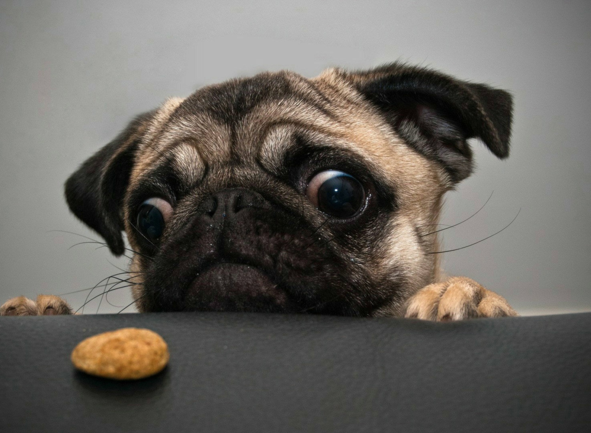 Das Dog And Cookie Wallpaper 1920x1408
