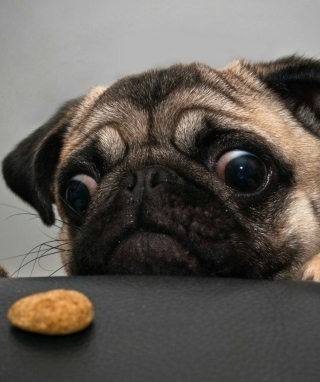 Dog And Cookie - Obrázkek zdarma pro Nokia X1-00