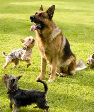 German Shepherd - Obrázkek zdarma pro 320x480