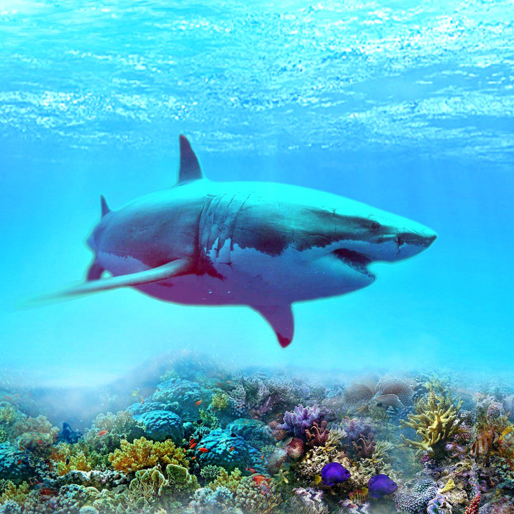 Great white shark wallpaper 1024x1024