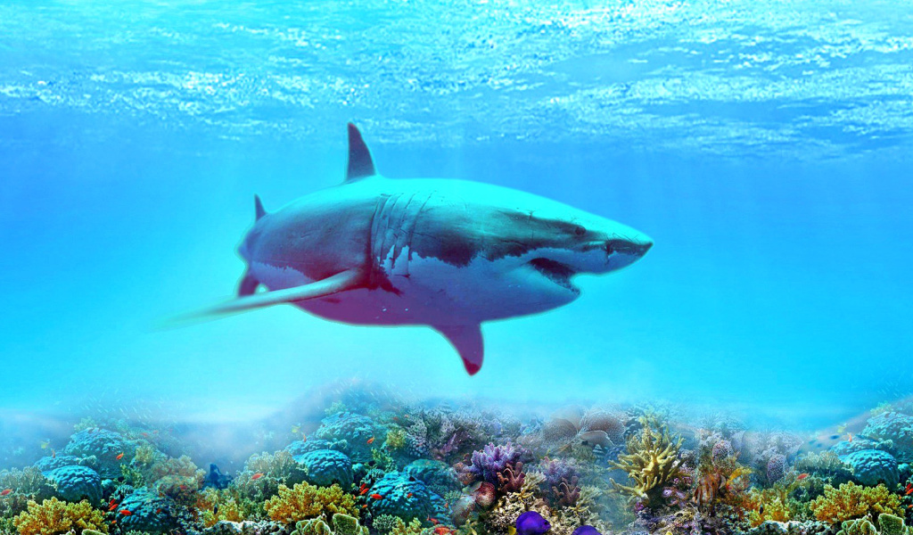 Sfondi Great white shark 1024x600