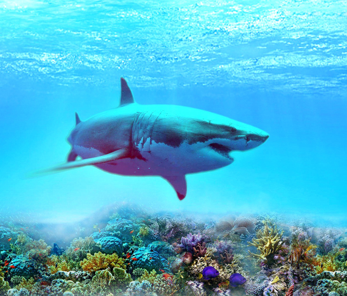 Das Great white shark Wallpaper 1200x1024