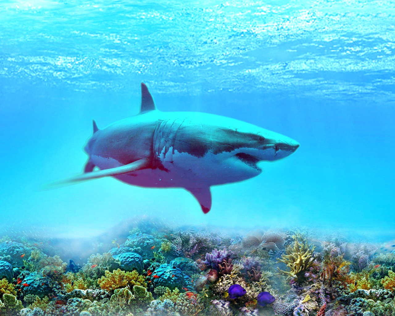 Обои Great white shark 1280x1024