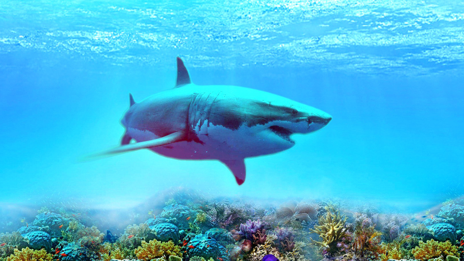 Screenshot №1 pro téma Great white shark 1600x900