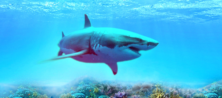 Great white shark screenshot #1 720x320