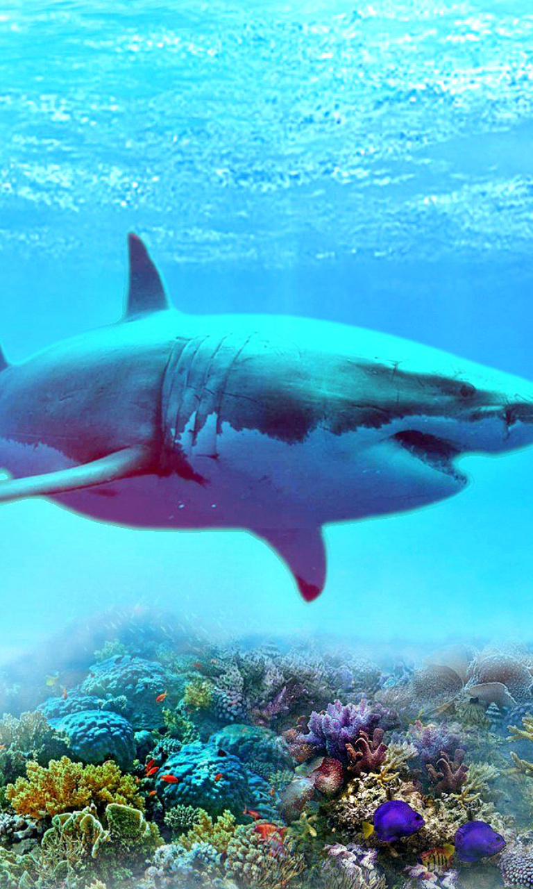 Das Great white shark Wallpaper 768x1280